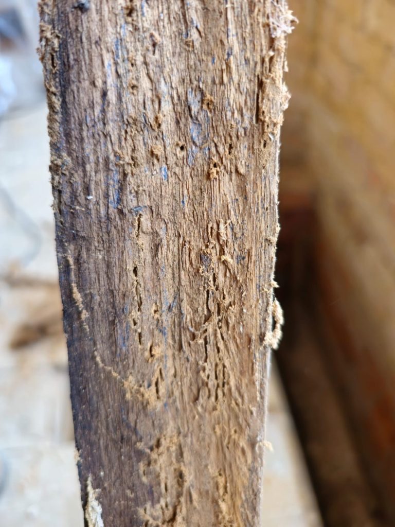 How to Identify the Early Signs of Wet Rot and Dry Rot - DampHQ