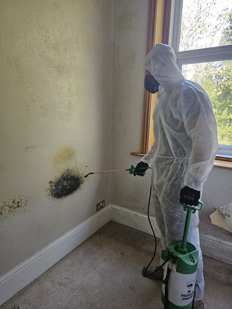 mould removal